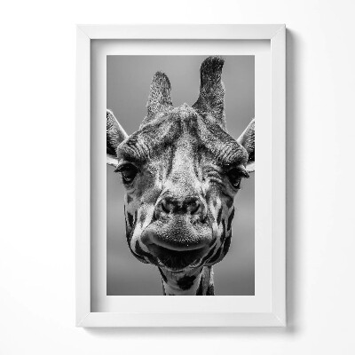 Obraz w ramie Czarno-biała głowa żyrafy