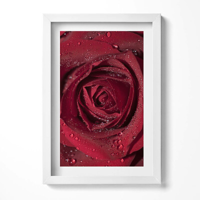 Obraz w ramie Zbliżenie na czerwoną róże w rosie