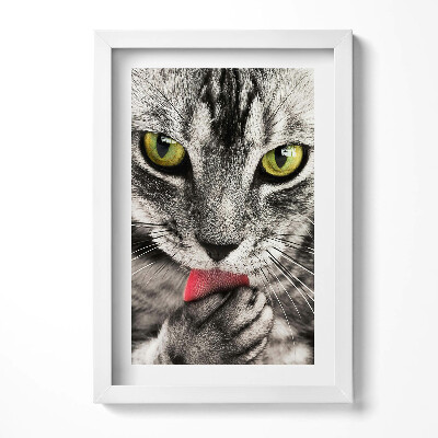 Obraz w ramie Szary kotek kocie oczy