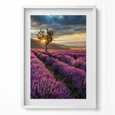 Obraz pionowy Pejzaż pola lawendy