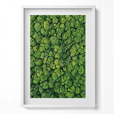 Obraz pionowy Las z lotu ptaka