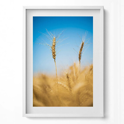 Obraz pionowy Kłosy na tle nieba