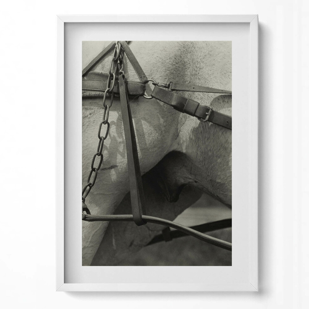 Obraz pionowy Zbliżenie na uprząż konia