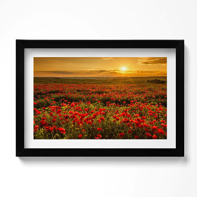 Obraz w ramie Pejzaż łąki kwiatów maków