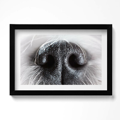 Obraz w ramie Zbliżenie na zwierzęcy nos