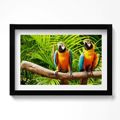 Obraz w ramie Dwie kolorowe papugi ary w dżungli