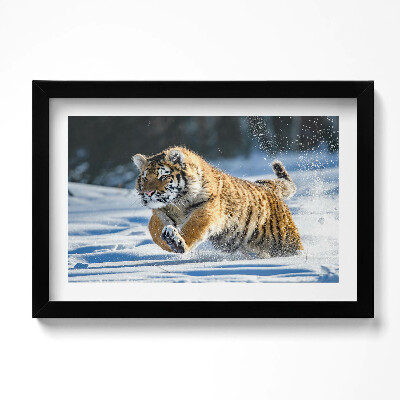 Obraz w ramie Puchaty tygrys w śniegu