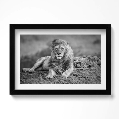 Obraz w ramie Majestatyczne zwierzę lew