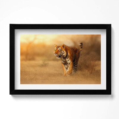 Obraz w ramie Dziki tygrys na polowaniu