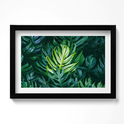Obraz w ramie Tropikalna natura - liście monstery