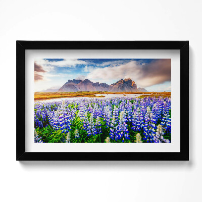 Obraz w ramie Magiczne kwiaty łubinu