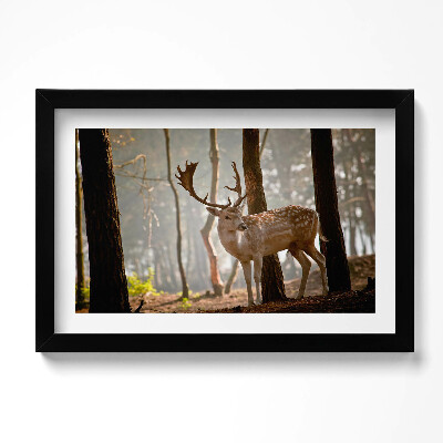 Obraz w ramie Jeleń w blasku wschodzącego słońca