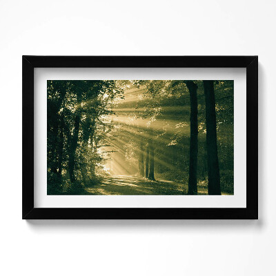 Obraz w ramie Promienie słoneczne w lesie