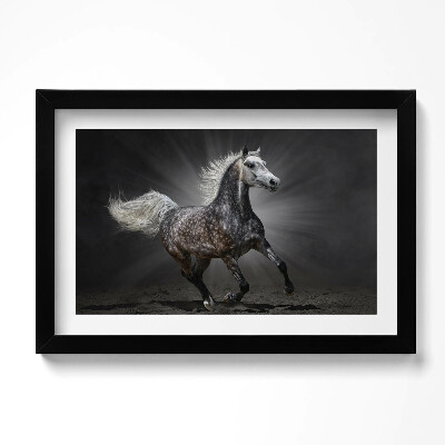 Obraz w ramie Galopujący koń