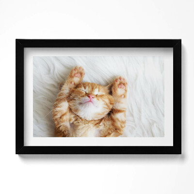 Obraz w ramie Mały śpiący kotek