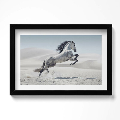 Obraz w ramie Galopujący biały koń