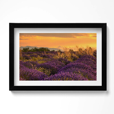 Obraz w ramie Łąka lawendowa Prowansja Francja
