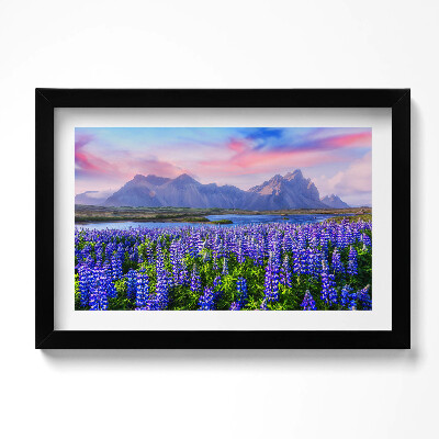 Obraz w ramie Pola lawendowe - Islandia