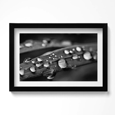 Obraz w ramie Liść Rosa Czarno-białe