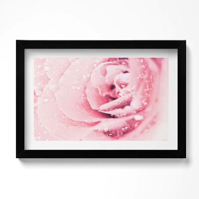 Obraz w ramie Krople rosy i kwiat róży