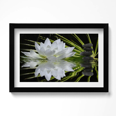 Obraz w ramie Lilia wodna i liście