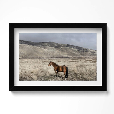 Obraz w ramie Koń rumak wśród traw