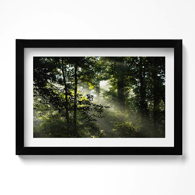 Obraz w ramie Promienie słońca i drzewa