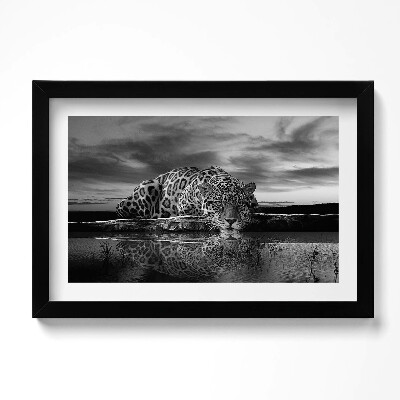 Obraz w ramie Czarnobiały lampart dzikie zwierzę