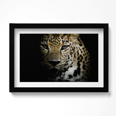 Obraz w ramie Dziki kot tygrys w czerni