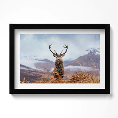 Obraz w ramie Jeleń na górskiej polanie