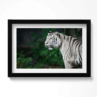 Obraz w ramie Biały tygrys w dżungli