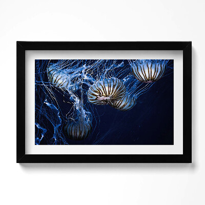 Obraz w ramie Niebieskie meduzy w wodzie