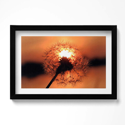 Obraz w ramie Dmuchawiec o zachodzi słońca