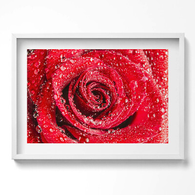 Obraz w ramie Rosa na płatkach czerwonej róży