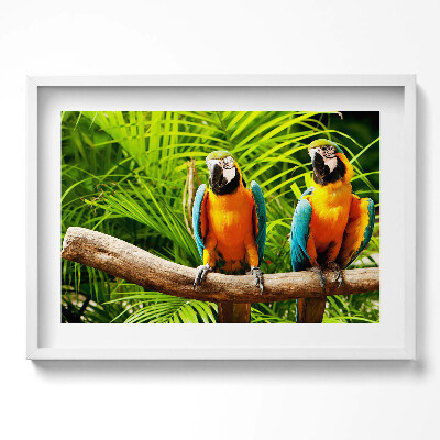 Obraz w ramie Dwie kolorowe papugi ary w dżungli