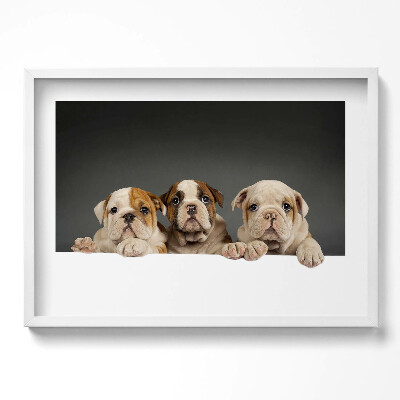 Obraz w ramie Trzy szczeniaki pieski