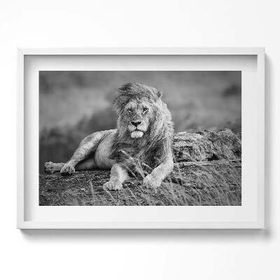 Obraz w ramie Majestatyczne zwierzę lew