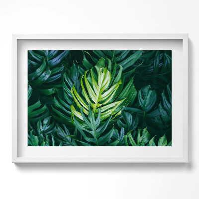 Obraz w ramie Tropikalna natura - liście monstery