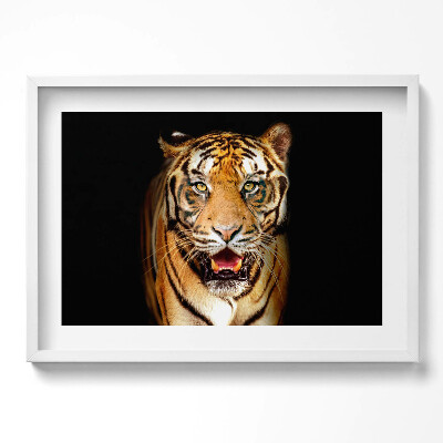 Obraz w ramie Wyrazisty dziki kot tygrys
