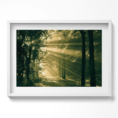 Obraz w ramie Promienie słoneczne w lesie