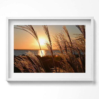 Obraz w ramie Pszenica W Złotej Godzinie
