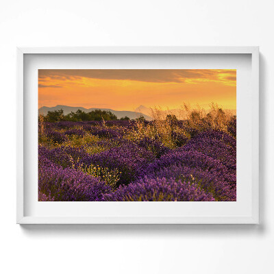 Obraz w ramie Łąka lawendowa Prowansja Francja