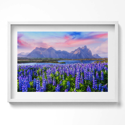 Obraz w ramie Pola lawendowe - Islandia