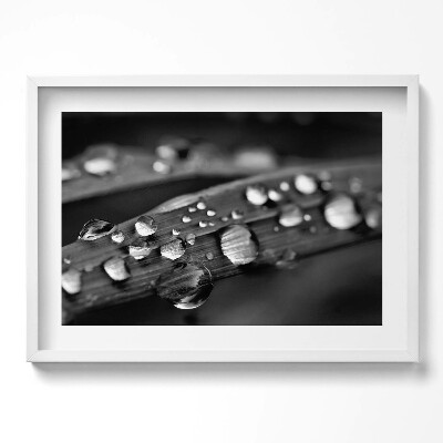 Obraz w ramie Liść Rosa Czarno-białe