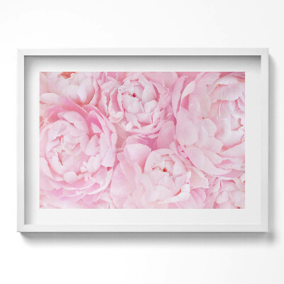 Obraz w ramie Delikatne piwonie