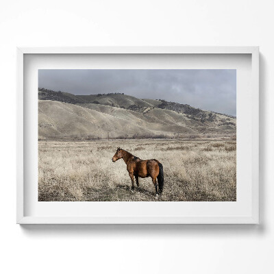 Obraz w ramie Koń rumak wśród traw