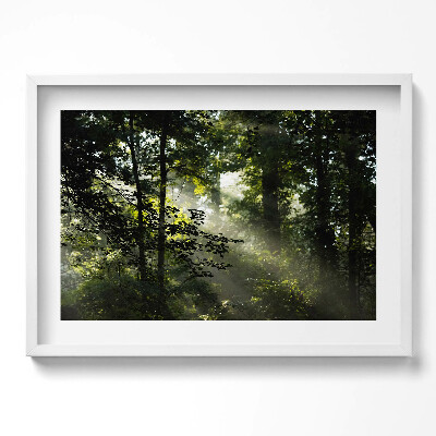 Obraz w ramie Promienie słońca i drzewa