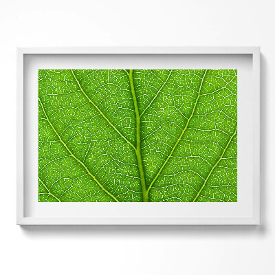 Obraz w ramie Żyłki zielonego liścia