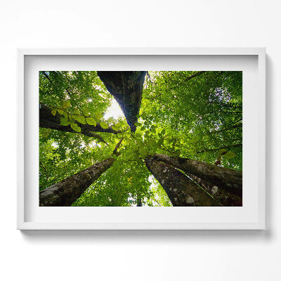 Obraz w ramie Zielone liściaste drzewa