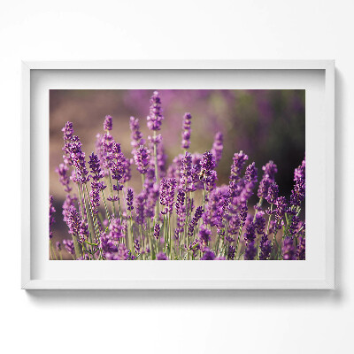 Obraz w ramie Łąka kwiatów lawendy